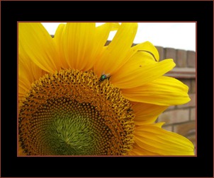 Border example Border example