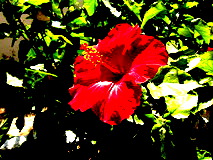 Vivid-light example