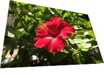 Bilinear forward example